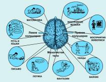 Мозг — основа слаженной работы организма