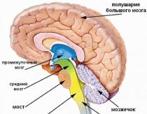 Отделы мозга и их функции: строение, особенности и описание