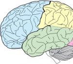 Функции головного мозга кратко